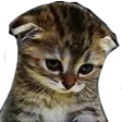 sadcat