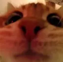 hewo hewo