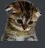 sadgecat