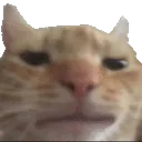 cringeCat cringeCat