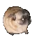 doggee