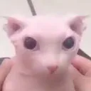 bingus