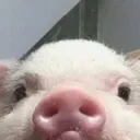 piggy