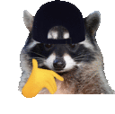 fuckraccoon