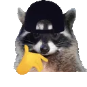 fuckraccoon