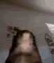 FR0GE_Rate FR0GE_Rate