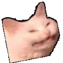 spinbeatcatto