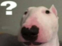 question_dog Discord emoji