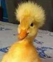 quack