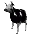 CowJAM