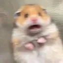 scared_hamster