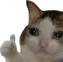sadcatThumbUp sadcatThumbUp