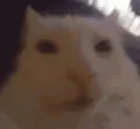 CatStare