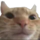 HC_SwagCat