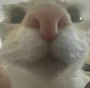 catuhm