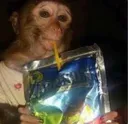 CaprisunMonkey