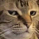 SeriouslyCat