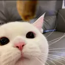 Cute_Cat