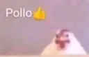 pollo pollo