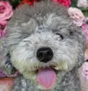 zerotongue