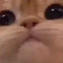 fnme_cat Discord Emoji