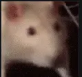 Rat