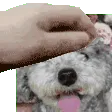 zeropet