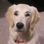 dogbrows Discord emoji