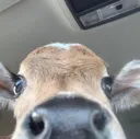 vach