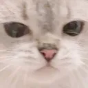 sadge sadge