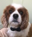 fnme_DemoDog Discord emoji
