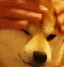 DogPet
