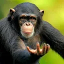 returntomonkey