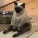 catsit