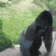 GorillaSpin