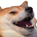 dogkeke dogkeke
