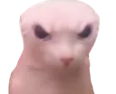 angrybingus