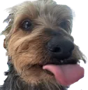 magdoggo magdoggo