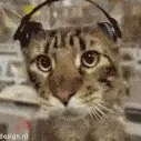 catvibejam