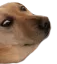 carlodoggo