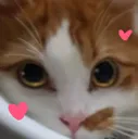 cat_aww cat_aww