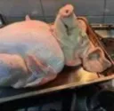 puercopollo