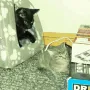 sadcatattack