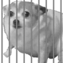 jaildoggo