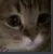meowpoor meowpoor