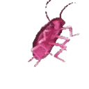 g_rainbowroach