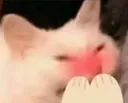 catblush catblush