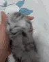 CixtCat