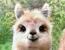 happyalpaca Discord Emoji