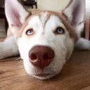 husky